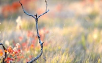 A solitary twig stands against a backdrop of softly blurred autumn foliage and grasses, illuminated by gentle sunlight.