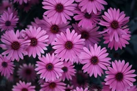 pink daisies, spring, blossom, bloom, closeup wallpaper