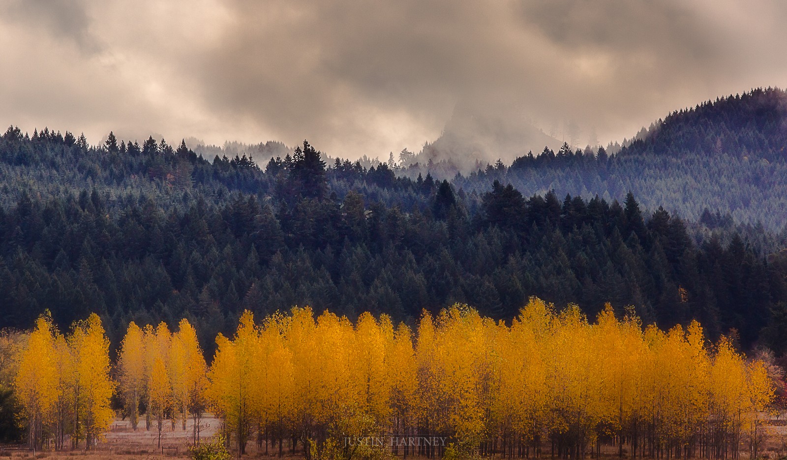 Arbres aux feuilles jaunes dans un champ avec une montagne en arrière-plan (nature, arbre, sauvage, appareils portables, écosystème)