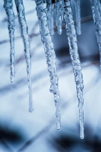 Crystal Icicles Hanging from a Tree Branch in Winter