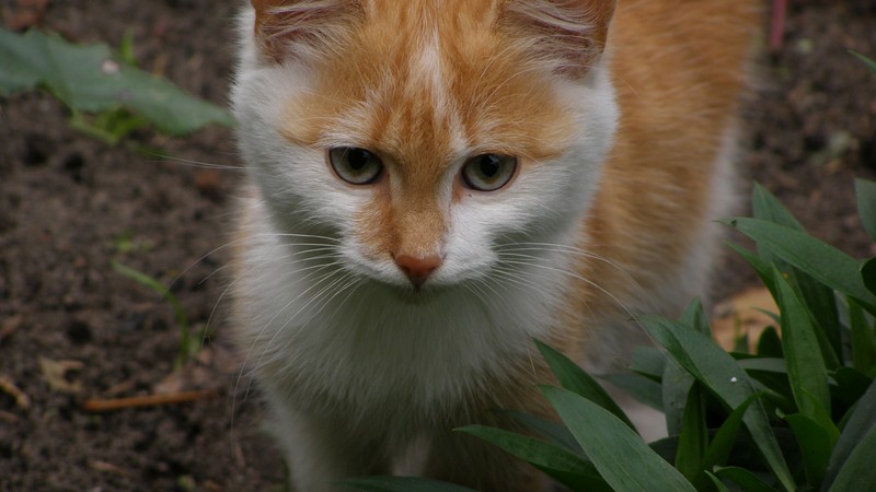 Маленький оранжевый и белый кот, идущий по грязи (котёнок, любовь)