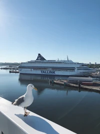 Uma gaivota pousou na grade enquanto um grande navio de cruzeiro marcado "TALLINK" estava atracado em águas calmas sob um céu azul claro.