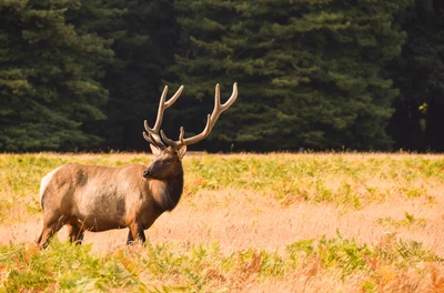 Majestic Elk in a Sunlit Grassland