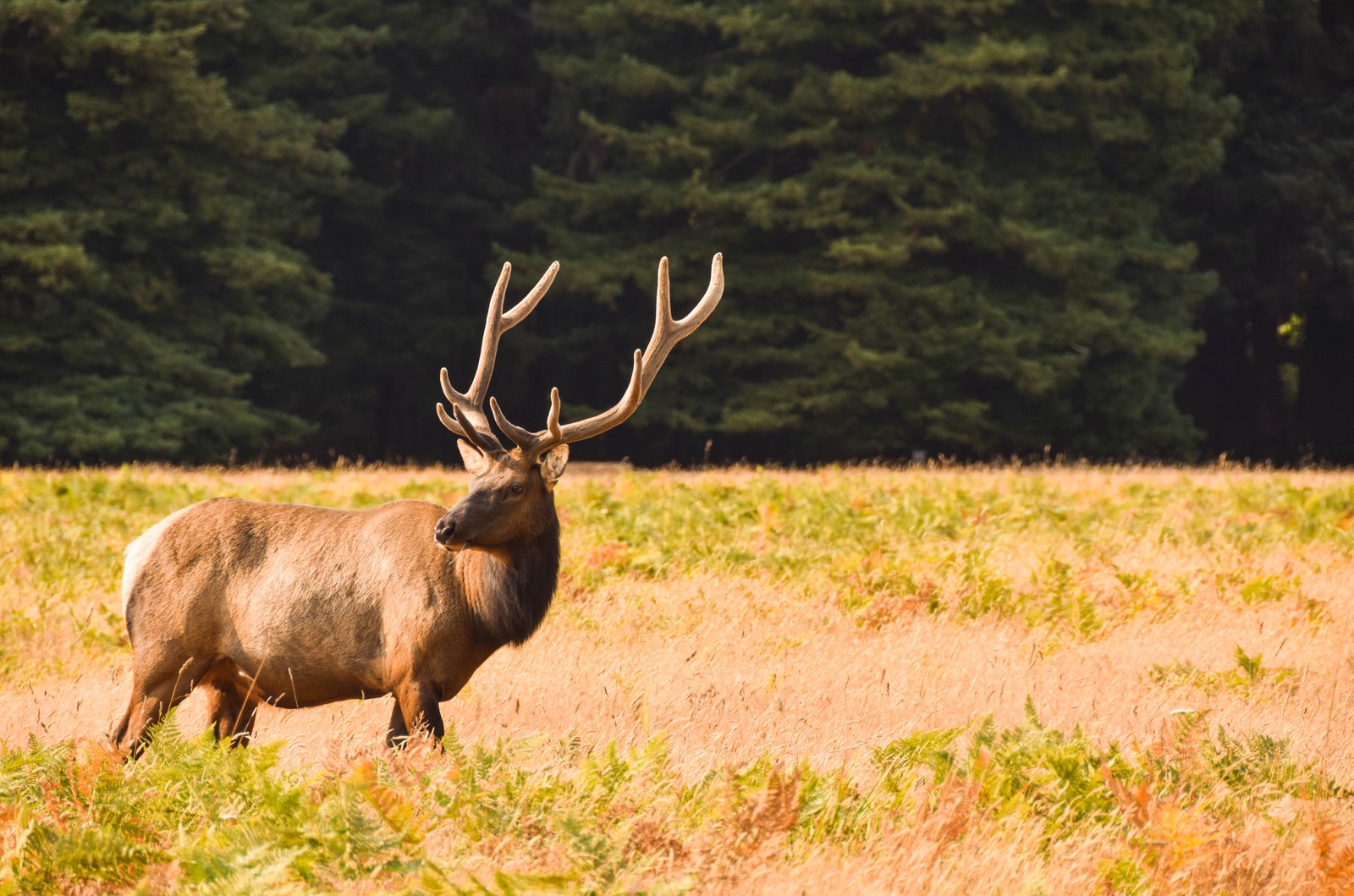 deer, elk, moose, pronghorn, antelope wallpaper