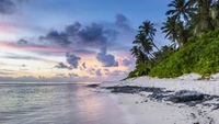 Ligne côtière tropicale au coucher du soleil avec des palmiers luxuriants et des eaux tranquilles