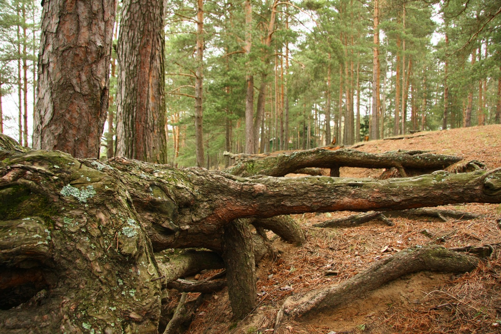 Il y a un grand arbre couché au sol (nature, arbre, forêt, boisé, réserve naturelle)