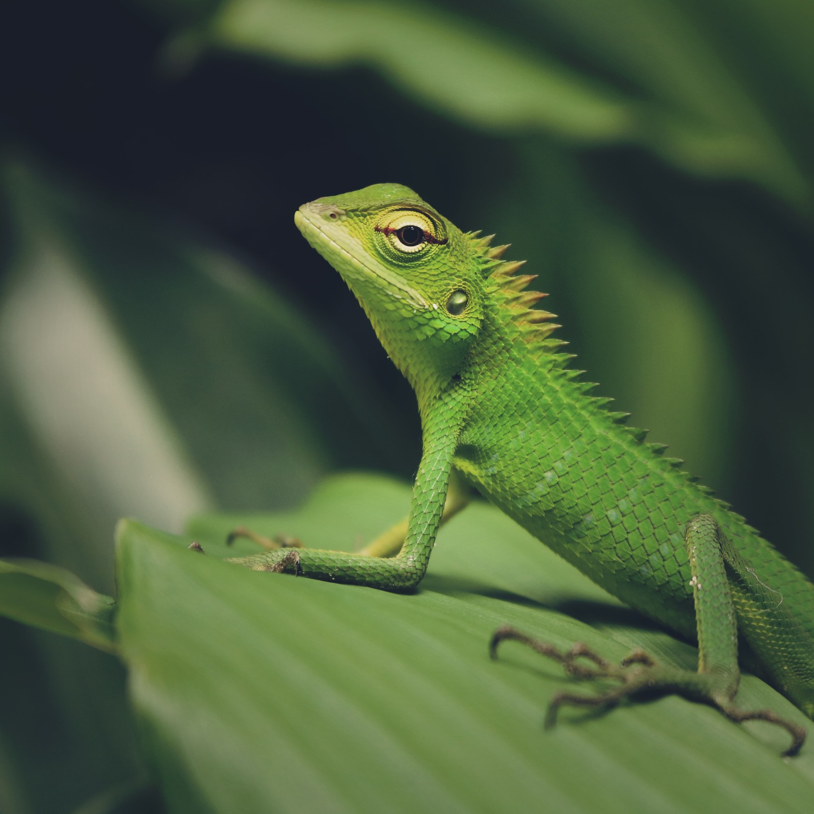 Eine grüne eidechse sitzt auf einem blatt (eidechse, reptil, grün, schuppenreptil, iguania)