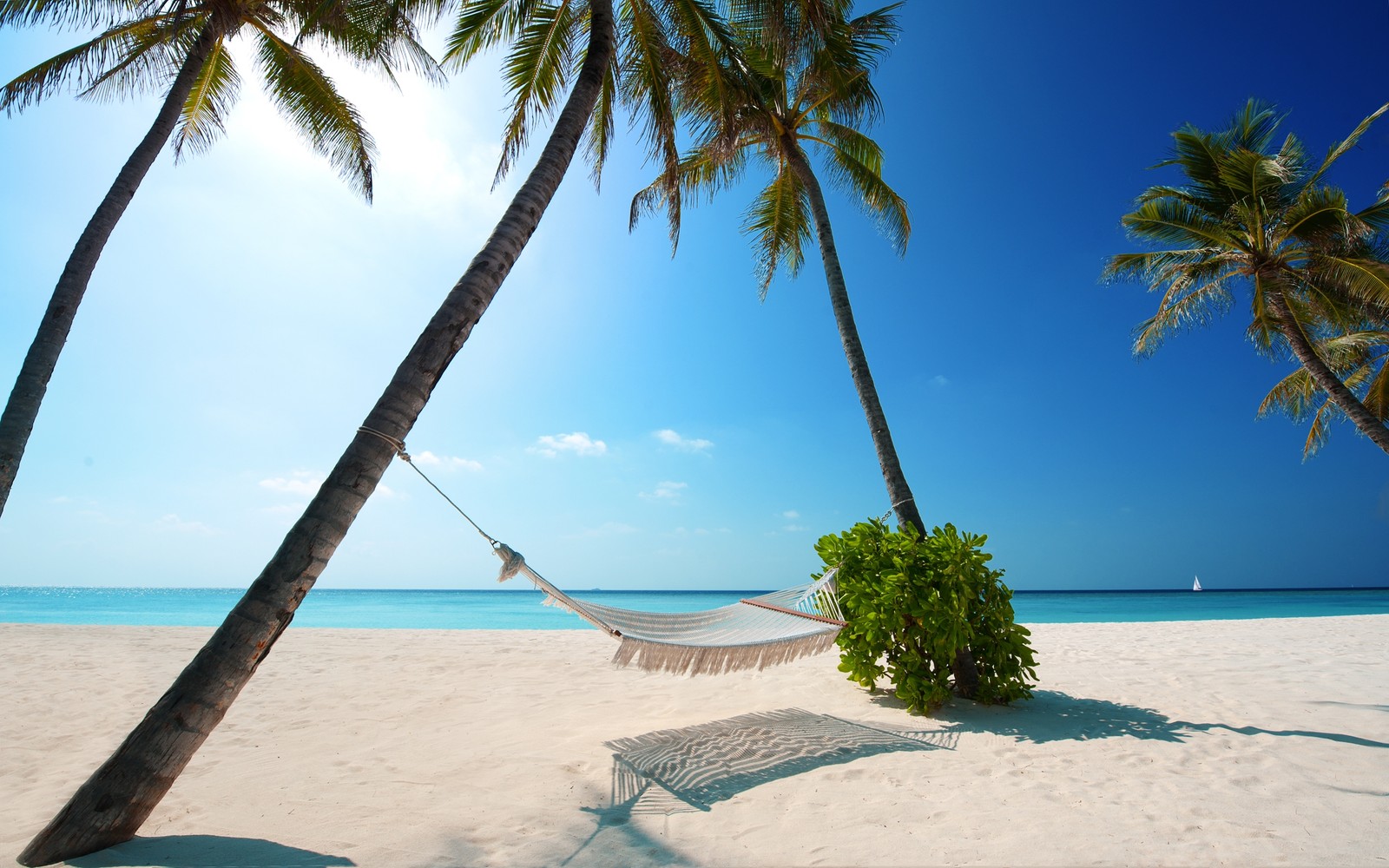 Une vue d'un hamac entre deux palmiers sur une plage (plage, tropiques, vacances, palmier, caribéen)