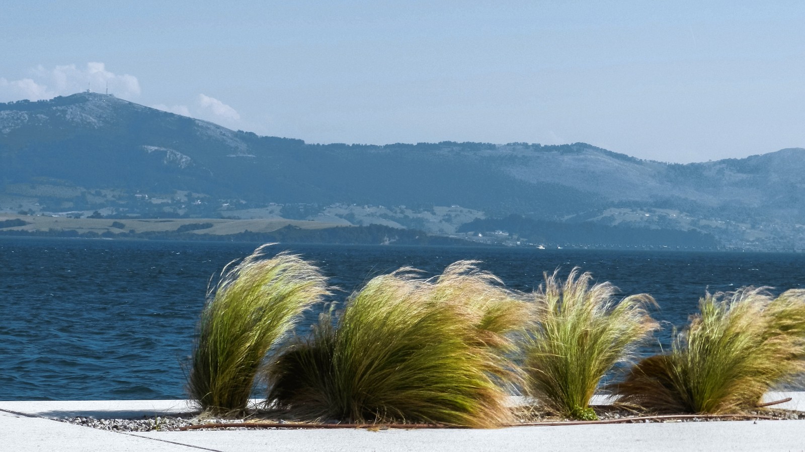 Há algumas gramas crescendo na areia perto da água (árvore, mar, costa, céu, oceano)