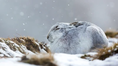 Lebre nevada descansando em uma paisagem de inverno