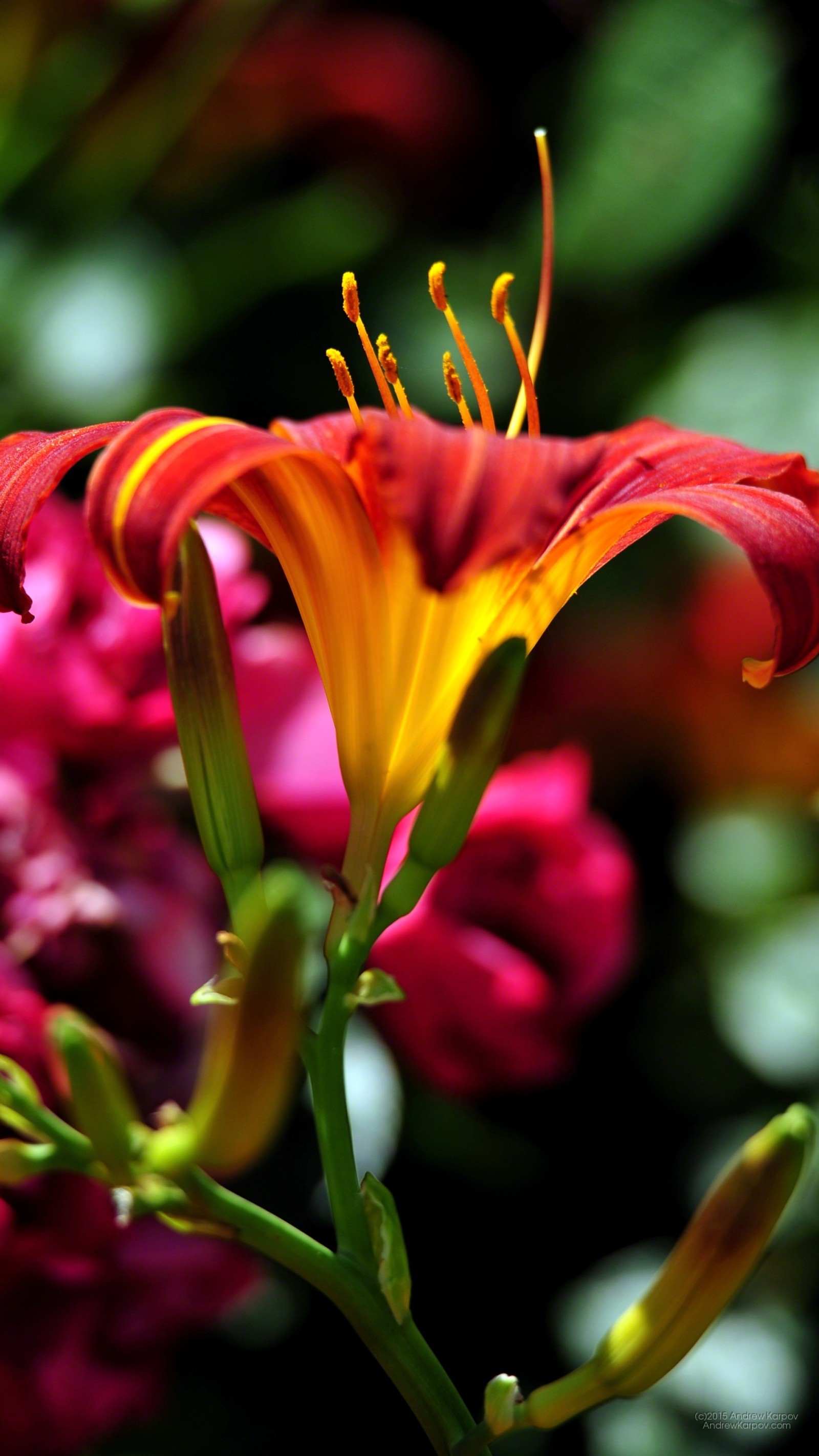 Eine rote und gelbe blume mit einem gelben zentrum (blütenblatt, großaufnahme, taglilie, urlaub, lilie)