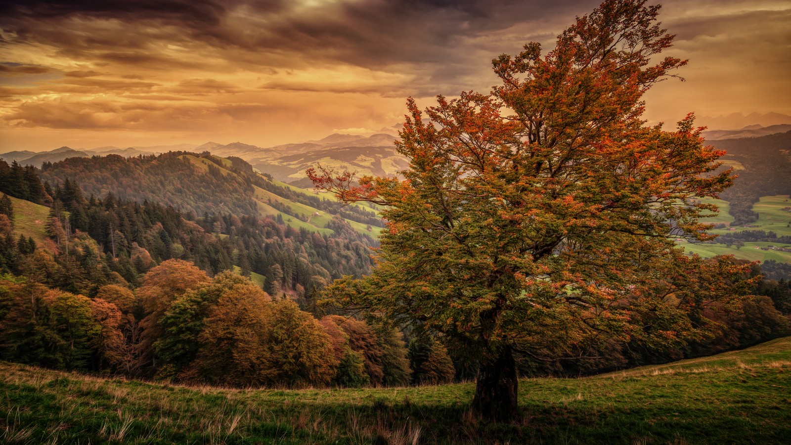 Ein baum mitten auf einer grasfläche mit bergen im hintergrund (natur, landschaft, sonnenlicht, wald, wildnis)