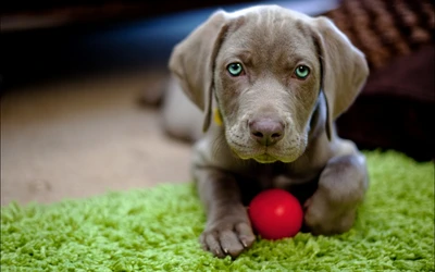 Adorable Weimaraner puppy with striking green eyes, resting on a vibrant green rug and playing with a red ball.