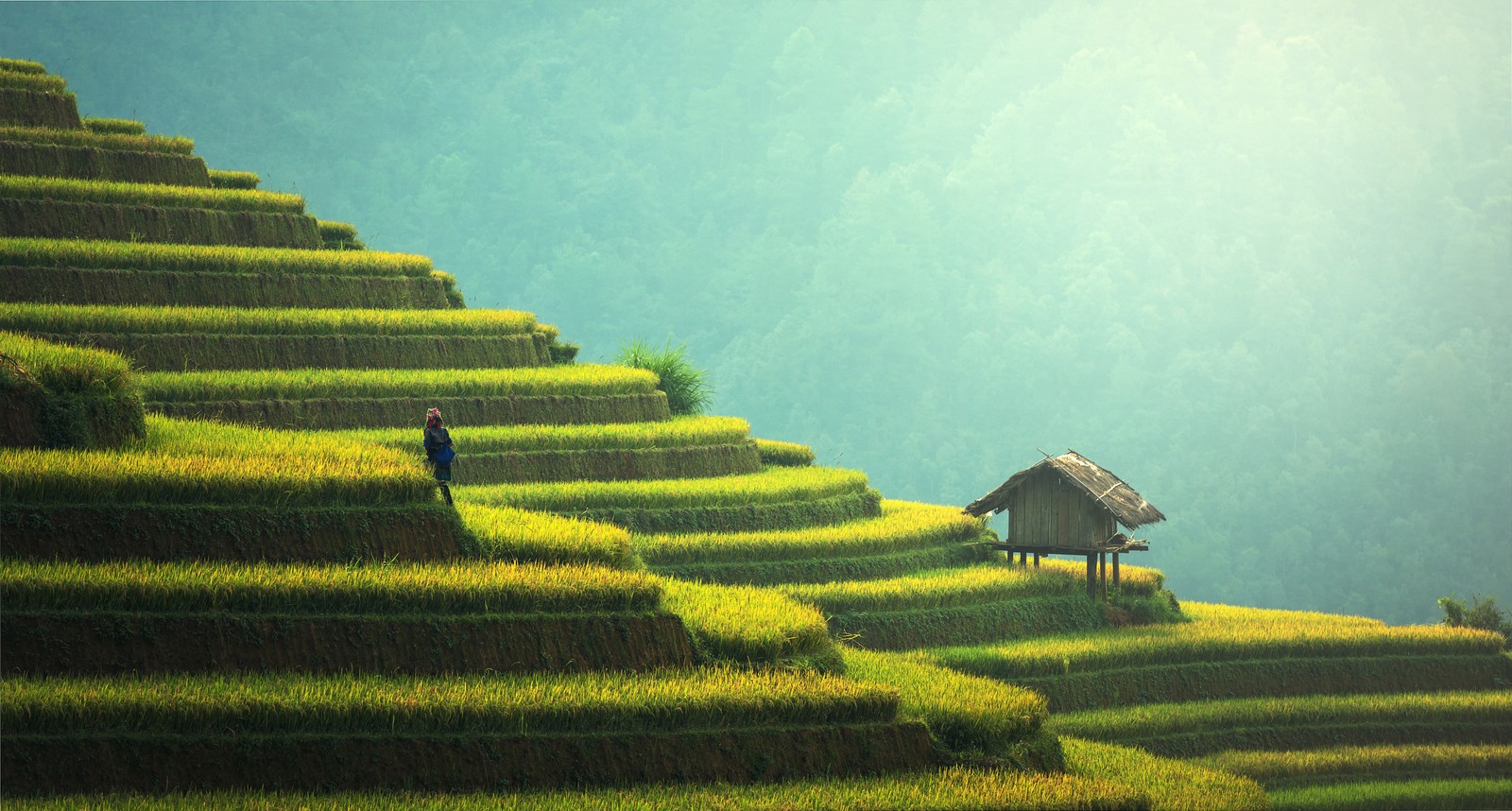 Terras gramadas com uma cabana no topo de uma colina (terraço, campo de arroz, campo, agricultura, paisagem)