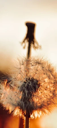 Diente de león retroiluminado con semillas delicadas al atardecer