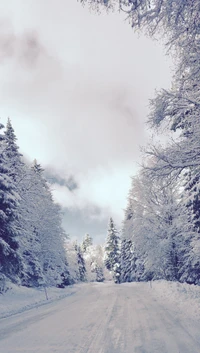 conduite, nature, sympa, norvège, route