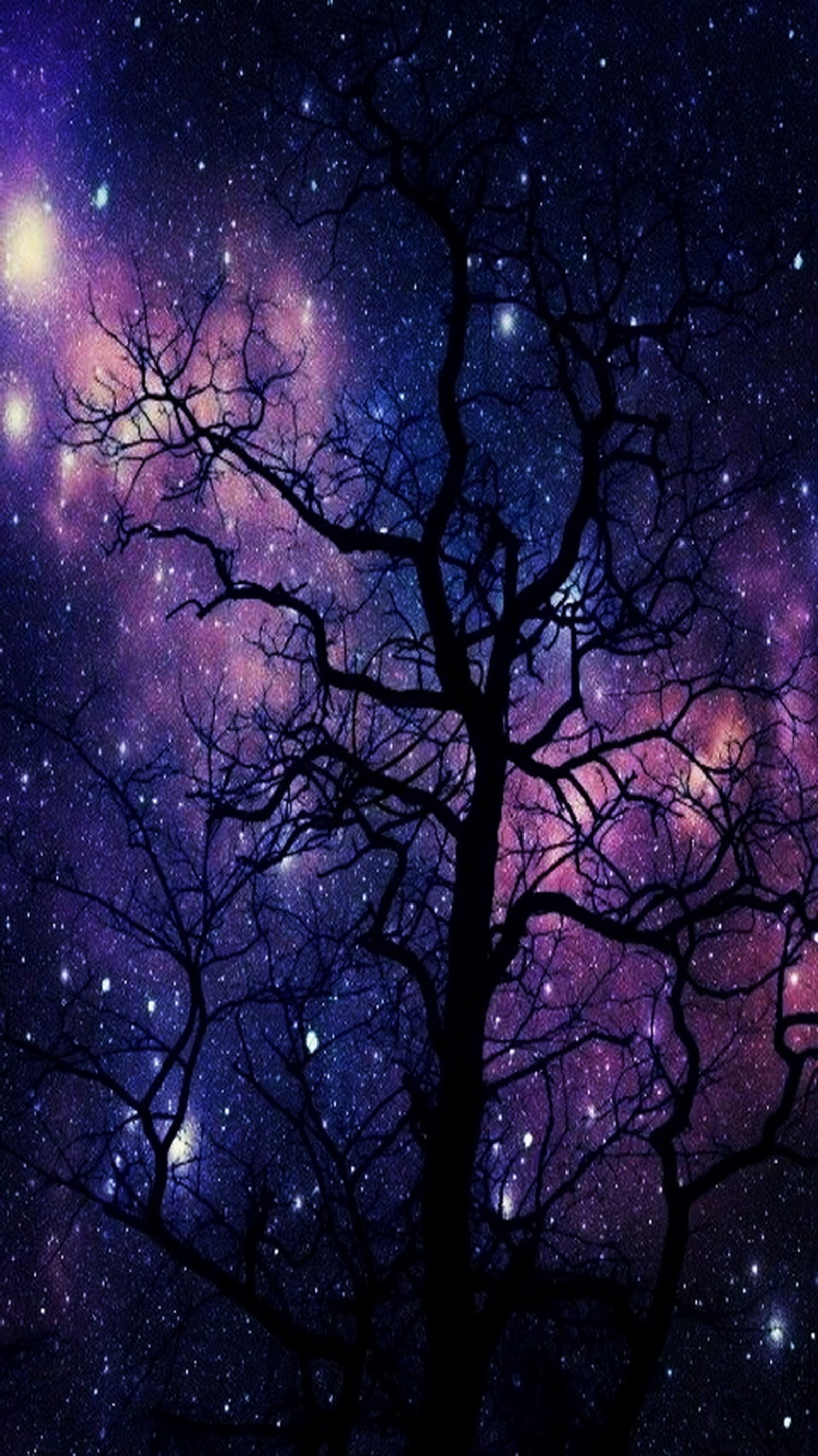 Un gros plan d'un arbre avec un fond de ciel et d'étoiles (violet, ciel, étoiles, arbres)