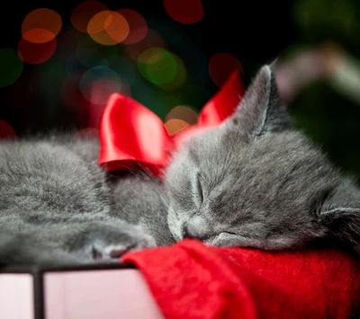 navidad, lindo, gatito