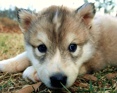 tema, lobo