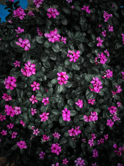 Vibrant Pink Flowers Nestled Among Lush Green Leaves