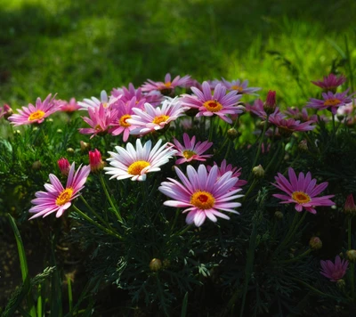 flowers, spring