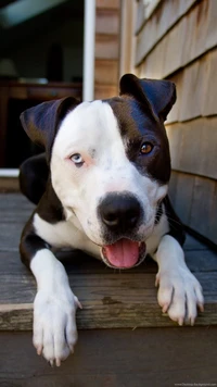 Adorable pitbull with striking blue and brown eyes relaxing on a wooden porch.