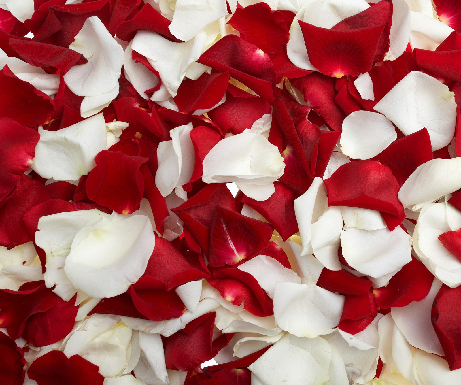 Un primer plano de un montón de pétalos rojos y blancos (flores, naturaleza, pétalos de rosa)