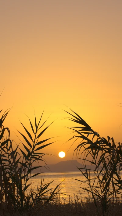 Roseaux en silhouette contre un coucher de soleil doré sur la mer en Crète, Grèce