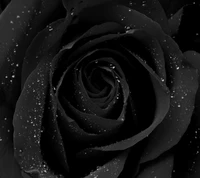 Black Rose with Dew Drops - Nature's Elegance