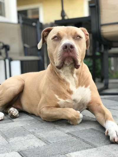 Pit Bull détendu allongé sur une surface pavée