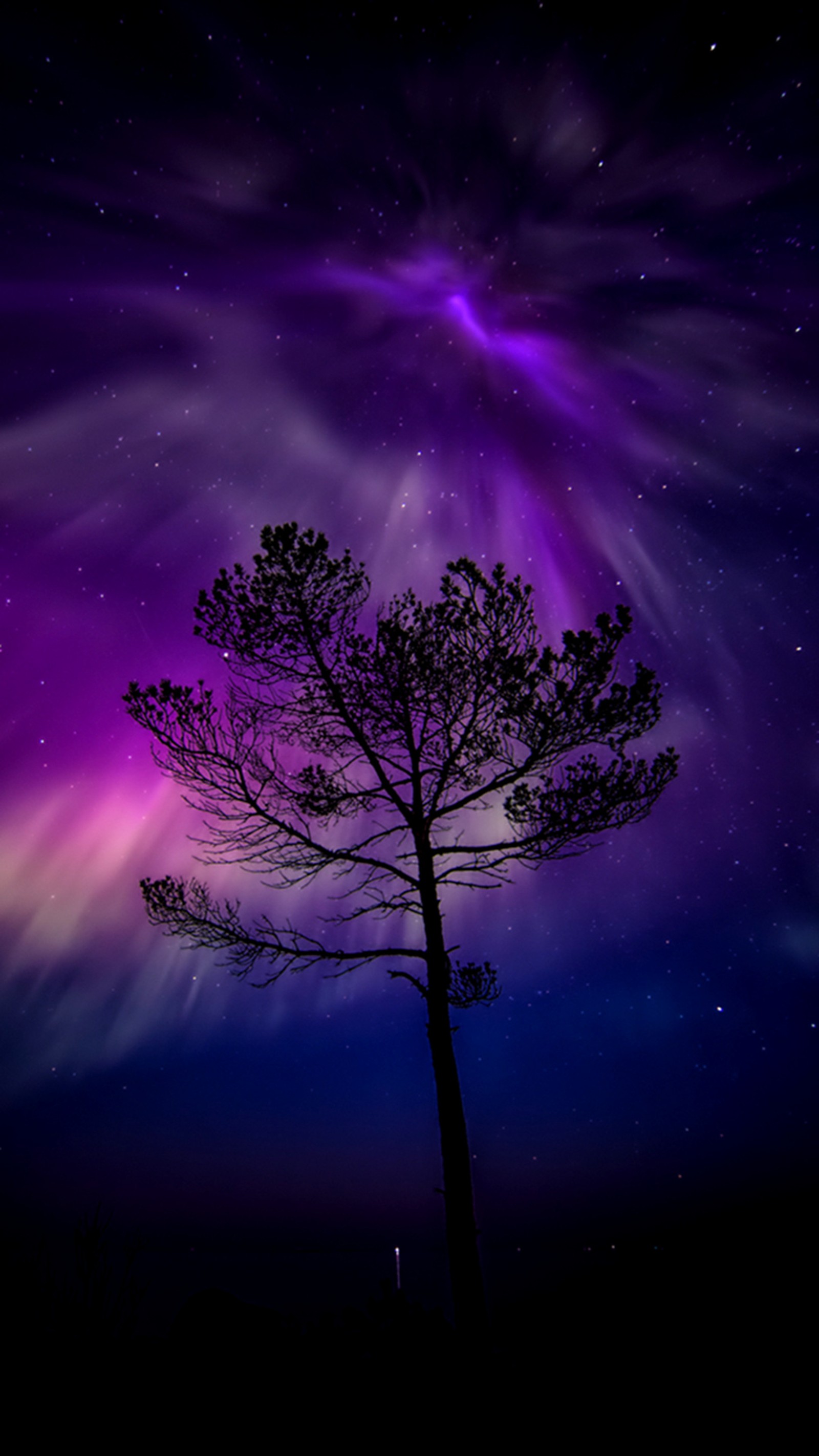 Aurore boréale violette et bleue avec un arbre solitaire au premier plan (seul, solitude, arbre)