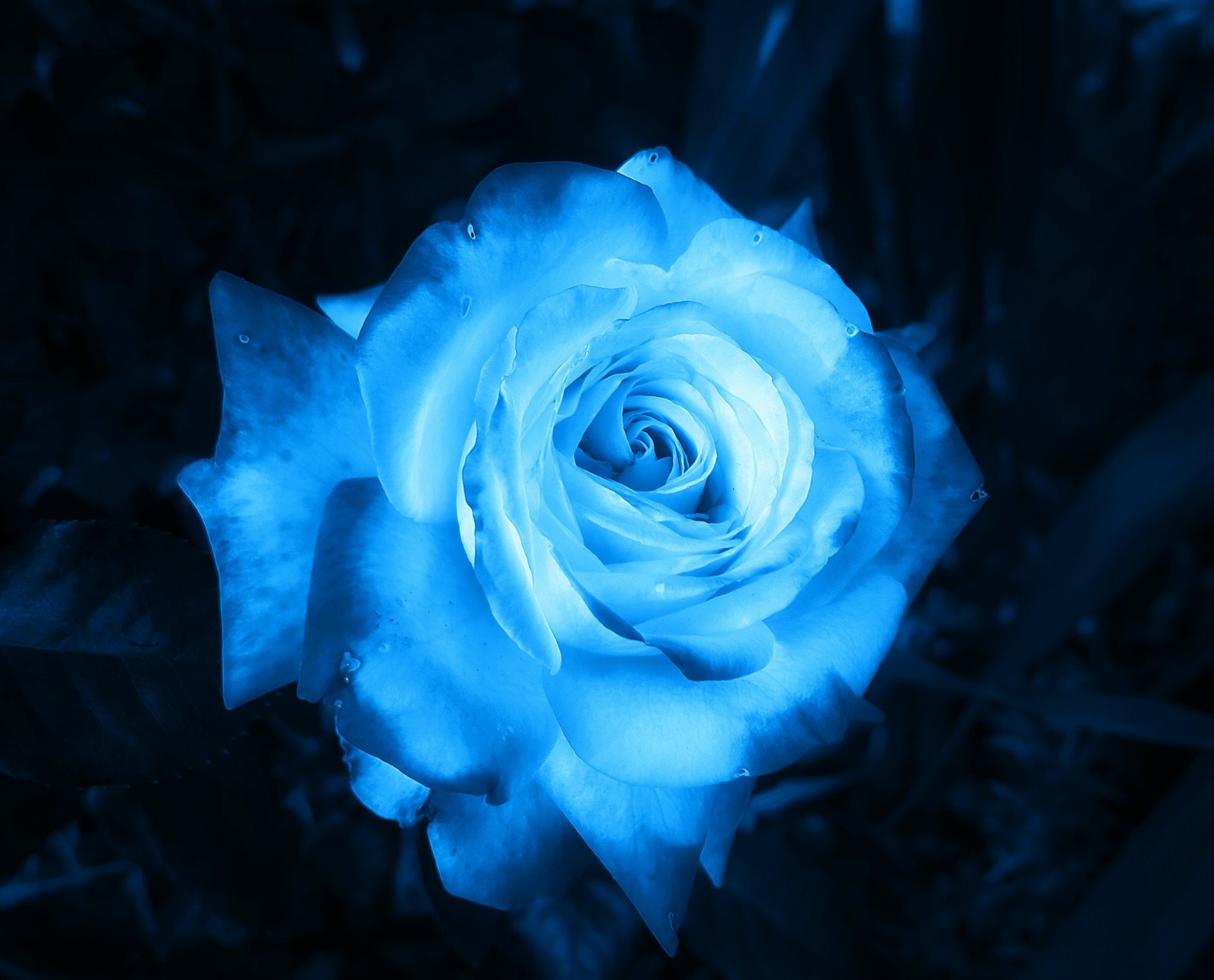 Arafed blue rose with water droplets on it in a garden (blue, flower, rose)