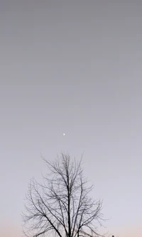 Un arbre solitaire silhouetté contre un ciel pâle avec un croissant de lune.