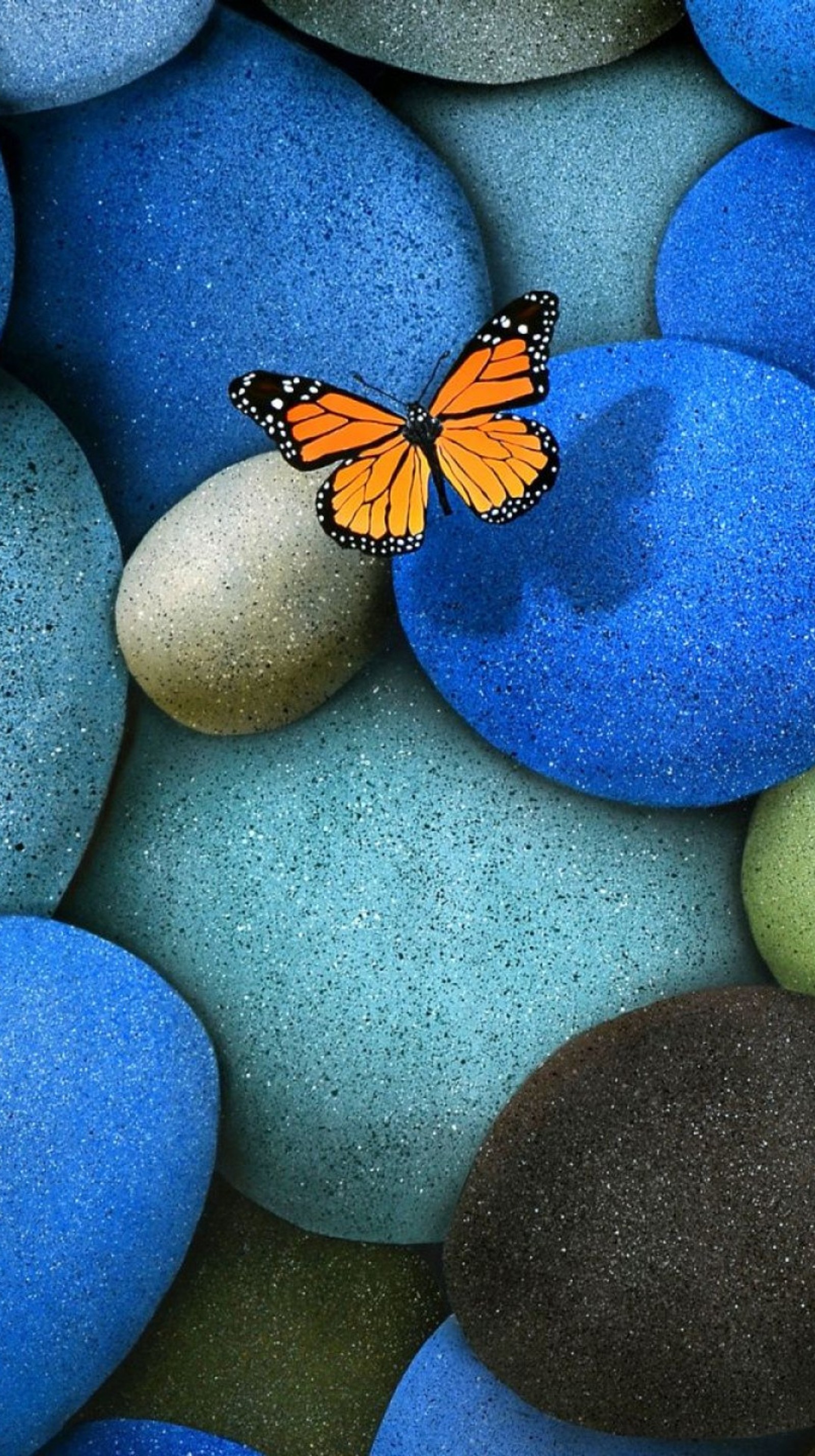 There is a butterfly that is sitting on some rocks (blue, butterfly, insect, nature, orange)