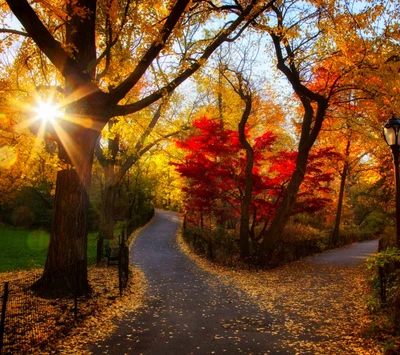 Sendero otoñal iluminado por el sol rodeado de hojas vibrantes