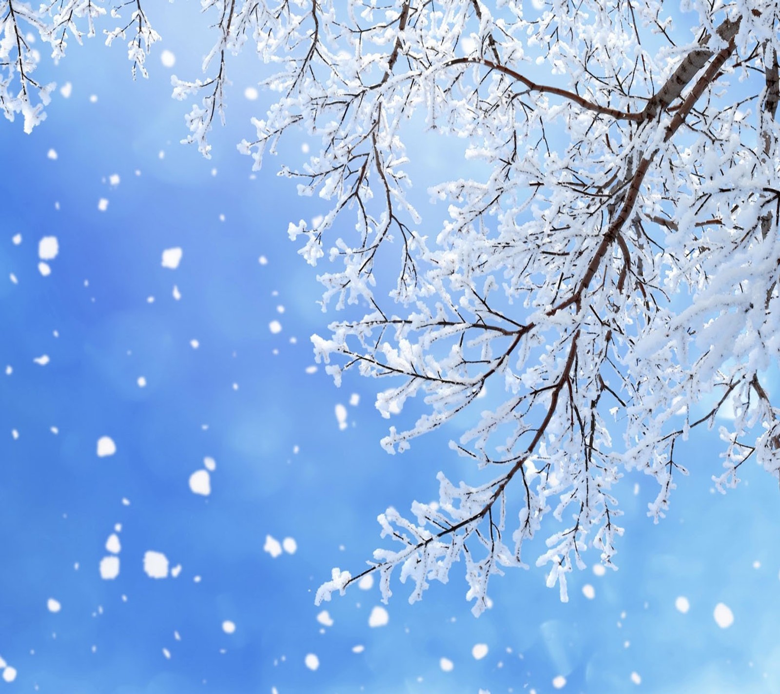 Schnee fällt von einem baumzweig in den blauen himmel (zeit, winter)