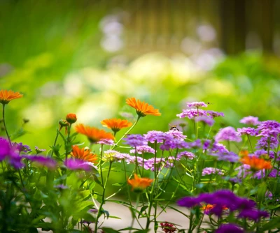 Vibrant Garden Blooms in Soft Bokeh Background