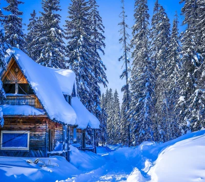 Cabana aconchegante cercada por pinheiros cobertos de neve e serenos.