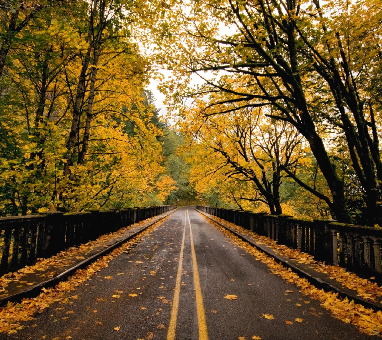 A view of a road with yellow leaves on the side of it (beauty, nice view)