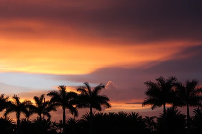 sunset, nature, afterglow, sunrise, tree