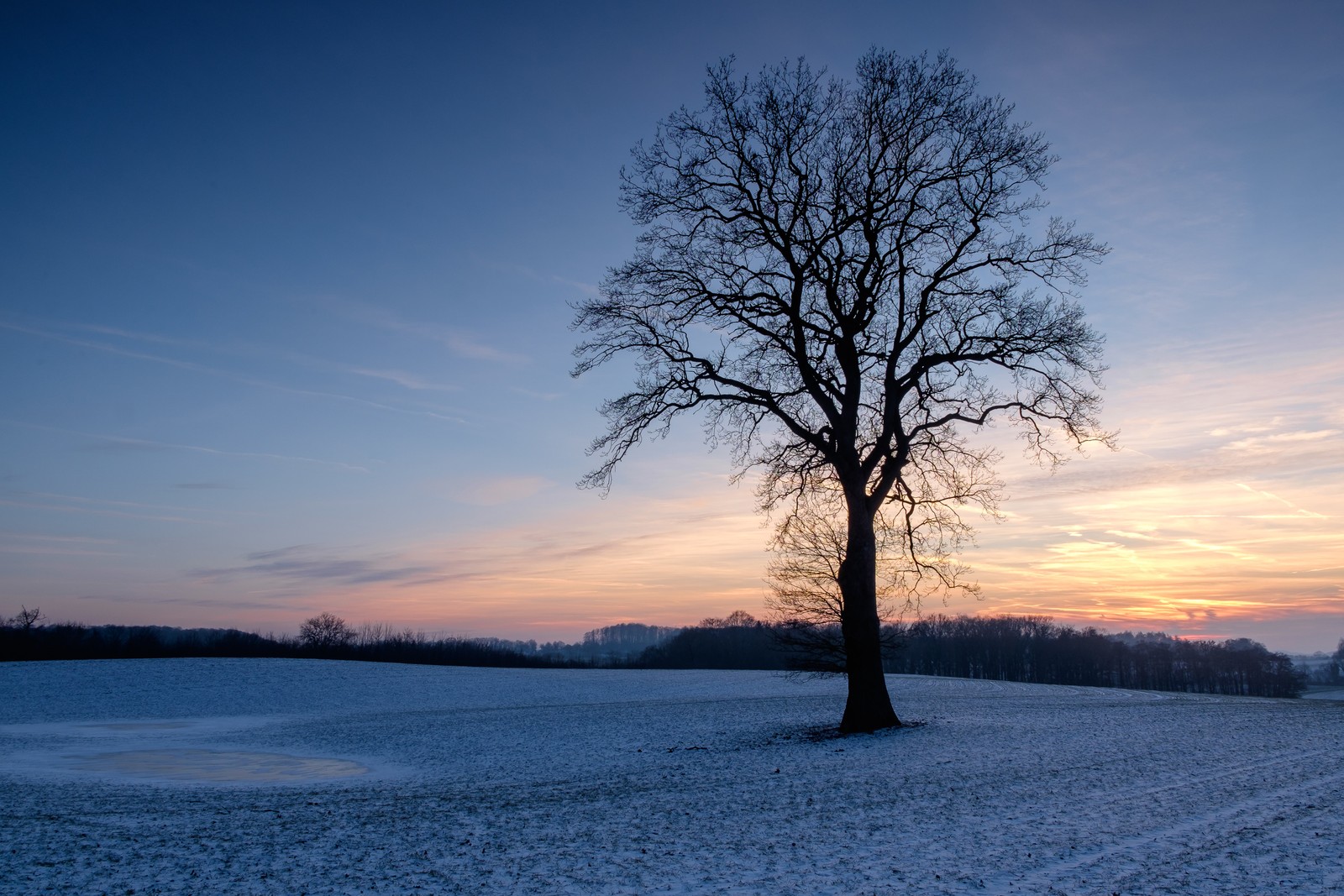 Un arbre solitaire dans un champ enneigé au coucher du soleil (branche, paysage naturel, atmosphère, hiver, crépuscule)