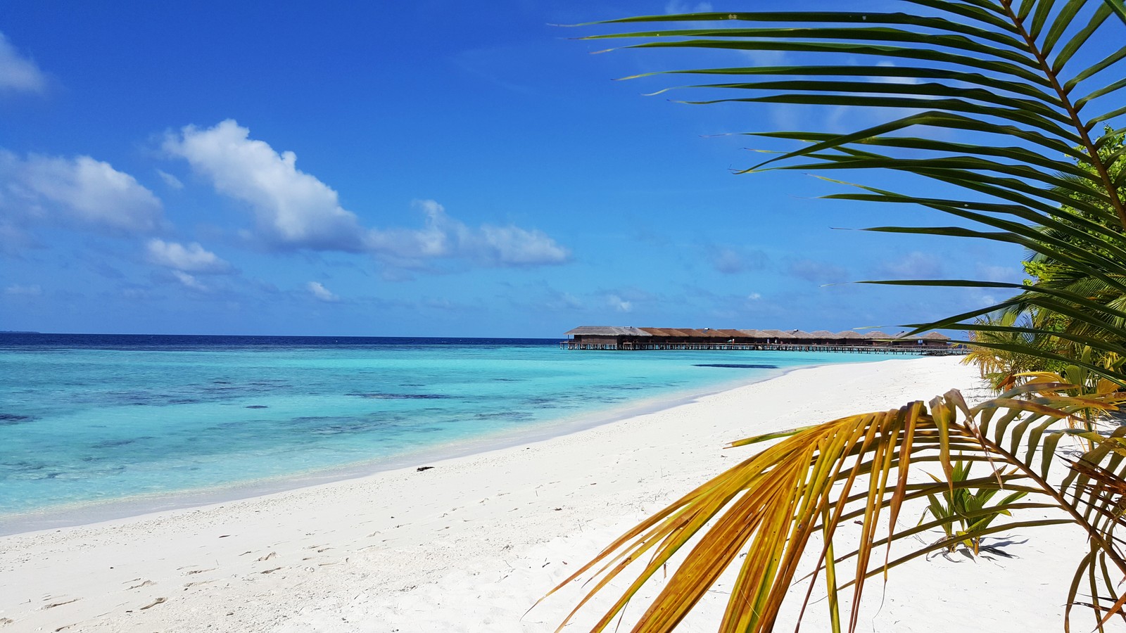 Una vista de una playa con una palmera y un muelle a lo lejos (mar, playa, trópicos, orilla, océano)