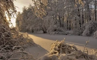 Caminho florestal de inverno sereno coberto de neve e geada