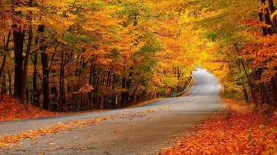 Autumn Road Through a Golden Forest