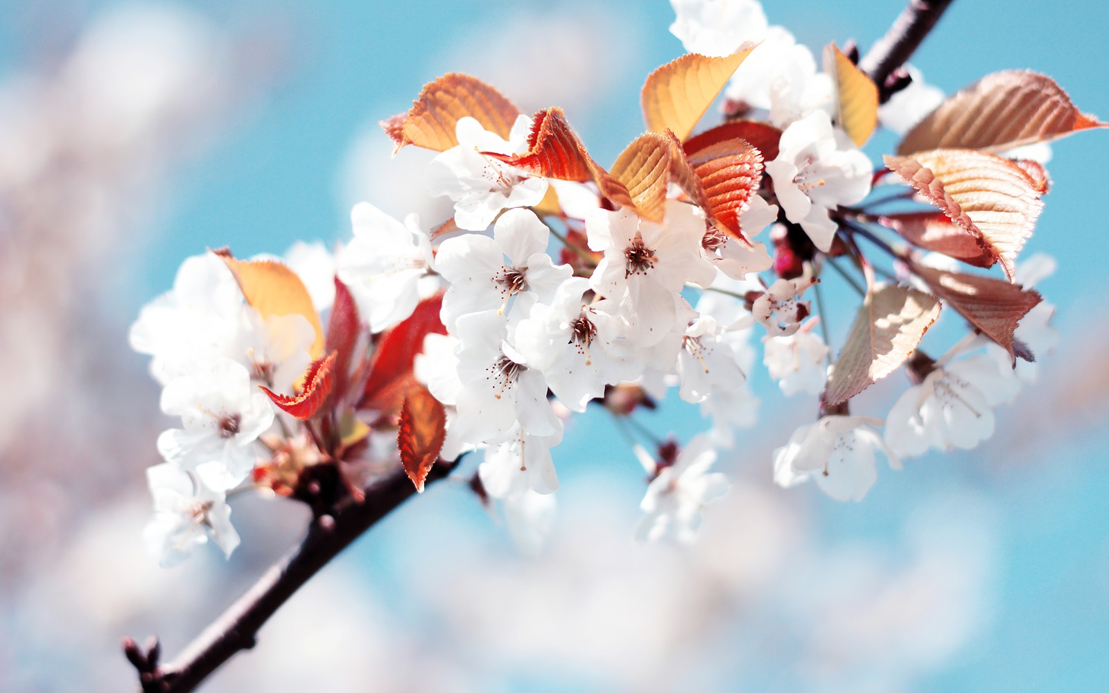 Baixar papel de parede flor de cerejeira, cherry flowers, primavera, frança, flores brancas