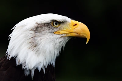 weißkopfseeadler, vogel, schnabel, raubvogel, adler