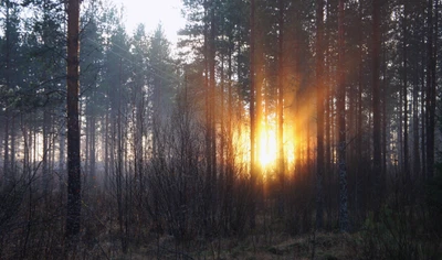 Sunlight Breaking Through Mist in a Serene Coniferous Forest