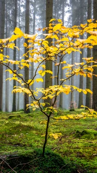 Feuilles dorées dans une forêt brumeuse