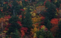 Feuillage automnal vibrant dans une forêt tempérée, présentant une riche tapisserie de feuilles rouges, orange et jaunes au milieu de conifères verts luxuriants.