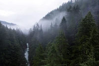 Bosques de abeto y pino brumosos en una naturaleza templada